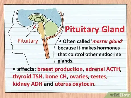 Image titled Study the Functions of Protein Hormones in Humans Step 6