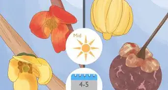 Grow Garcinia Cambogia Fruit