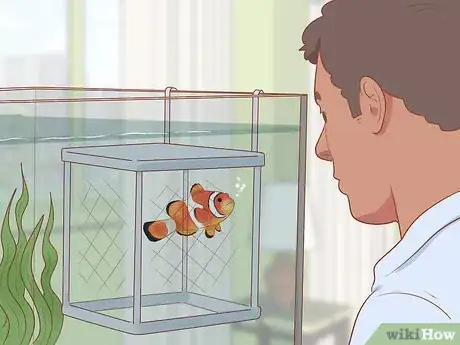 Image titled Choose Good Tankmates for Seahorses Step 12