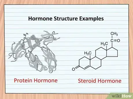 Image titled Study the Functions of Protein Hormones in Humans Step 5