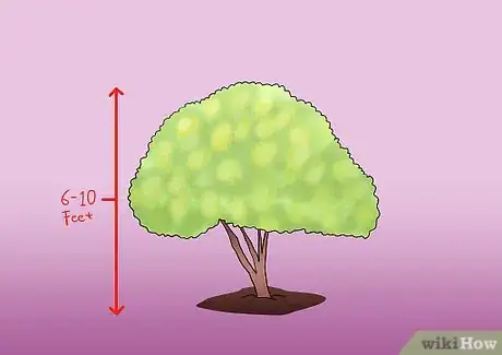 Image titled Prune Tardiva Hydrangea Step 6