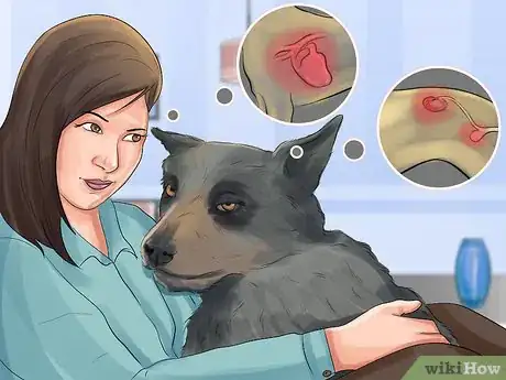 Image titled Treat Canine Stroke Step 2