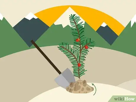 Image titled Plant Yew Step 08