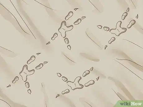 Image titled Identify Animal Tracks Step 14