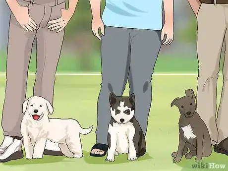 Image titled Socialize a Puppy from a One Pup Litter Step 2