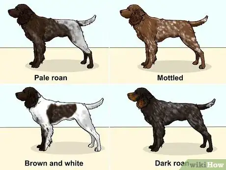 Image titled Identify a German Longhaired Pointer Step 7