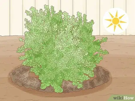 Image titled Care for Creeping Jenny Step 7