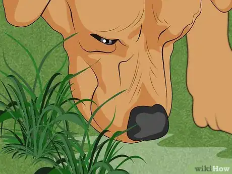 Image titled Treat Encephalitozoonosis in Dogs Step 4