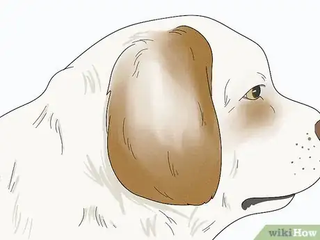 Image titled Identify a Clumber Spaniel Step 3
