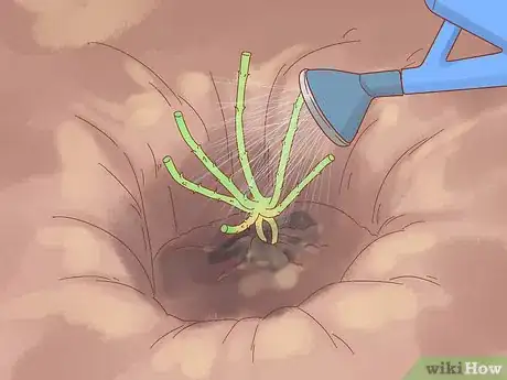 Image titled Plant a Climbing Rose Step 9