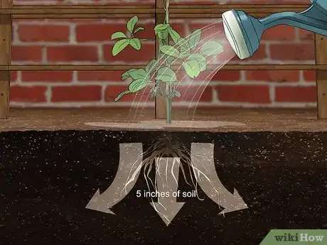 Image titled Grow Akebia Quinata Step 15