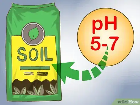 Image titled Grow Finger Limes Step 2