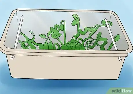 Image titled Germinate Beans on Moist Kitchen Paper Step 10