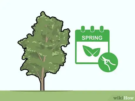 Image titled Prune Pecan Trees Step 1