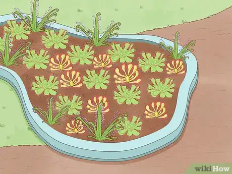 Image titled Grow Sundews Step 23