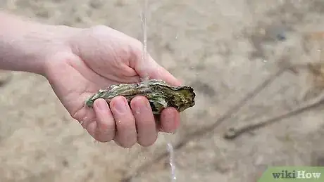 Image titled Grill Oysters Step 1
