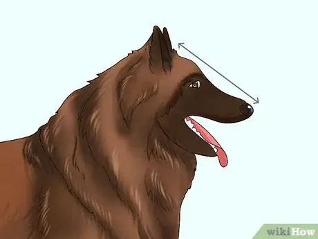 Image titled Identify a Belgian Tervuren Dog Step 2