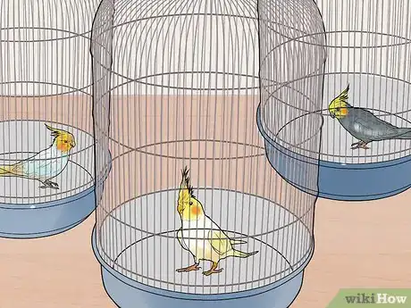 Image titled Keep Multiple Cockatiels Step 6
