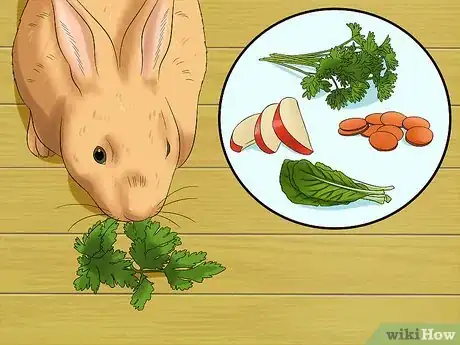 Image titled Care for Sussex Rabbits Step 8