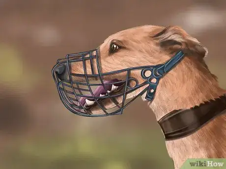 Image titled Care for a Greyhound Step 7