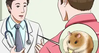 Make Hamster Health Food