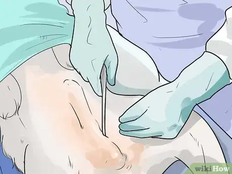 Image titled Care for Bulldogs Step 5