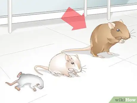 Image titled Help a Gerbil Recover After Stroke Step 8