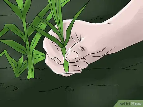 Image titled Help Carnations Make a Comeback Step 3