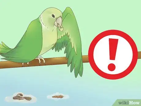Image titled Feed a Conure Step 11