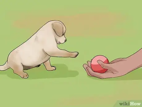 Image titled Buy a Labrador Retriever Puppy Step 12