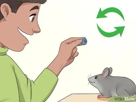Image titled Train a Rat to Stand on Its Hind Legs Step 9