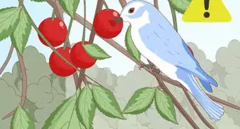 Plant Cherry Seeds