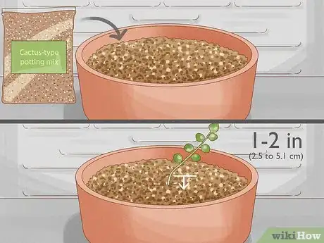 Image titled Grow a String of Pearls Step 4