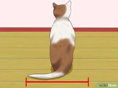 Image titled Measure Clothing for Your Cat Step 3