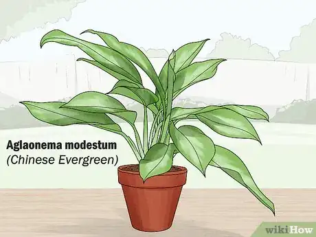 Image titled Grow Chinese Evergreens (Aglaonema) Step 5