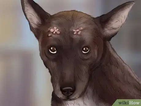 Image titled Ensure the Health of a Lost Pet After Finding It Step 1