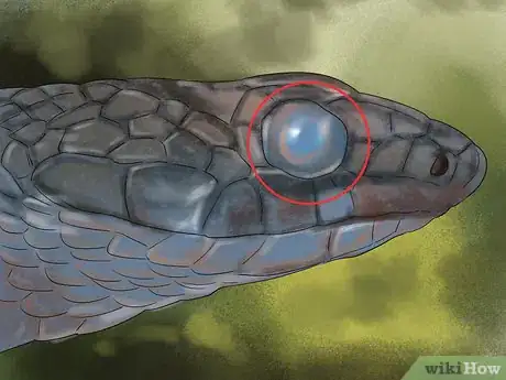Image titled Diagnose Vitamin a Deficiency in Reptiles Step 3