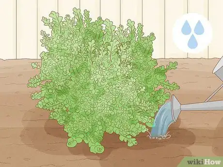 Image titled Care for Creeping Jenny Step 6