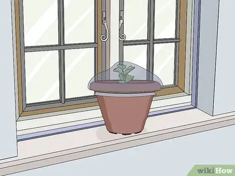 Image titled Take Softwood Cuttings Step 12