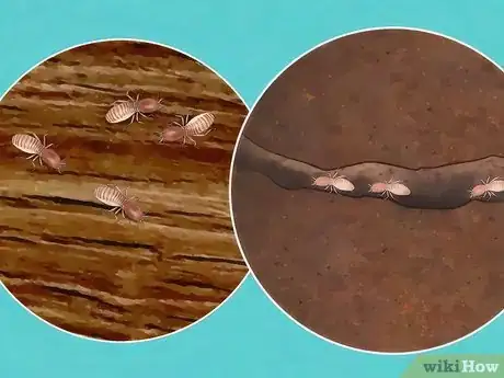 Image titled Get Rid of Termites Step 2
