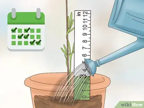 Image titled Grow Dill Indoors Step 8