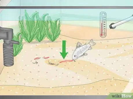 Image titled Determine Which Breed of Corydoras is Best for Your Aquarium Step 6