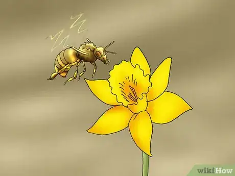 Image titled Propagate Daffodils Step 12