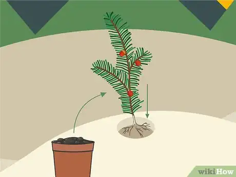 Image titled Plant Yew Step 06