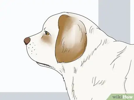 Image titled Identify a Clumber Spaniel Step 2