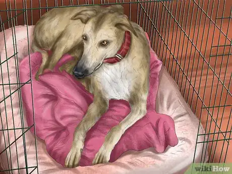 Image titled Care for a Greyhound Step 1
