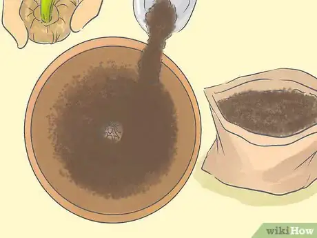 Image titled Transplant Daffodils Step 11