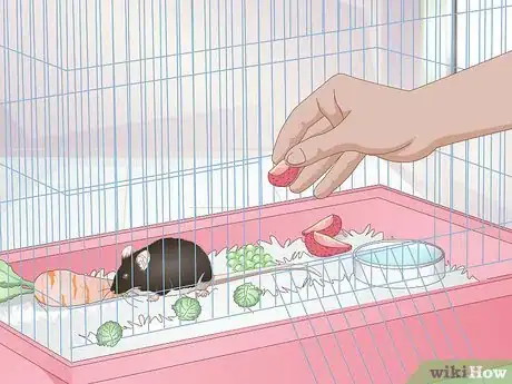 Image titled Prevent and Treat Overgrown Teeth in Mice Step 2