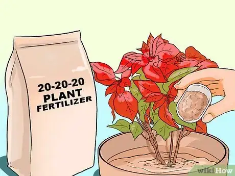 Image titled Grow Poinsettia Step 14