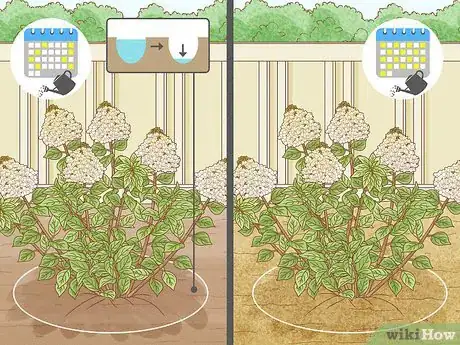 Image titled Care for Limelight Hydrangeas Step 2